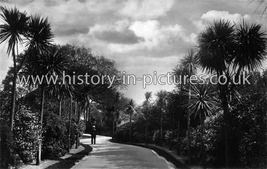 Palm Avenve in Morrab Gardens, Penzance, Cornwall. c.1930's